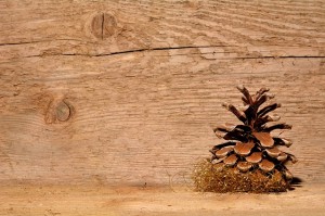 treated pine decking